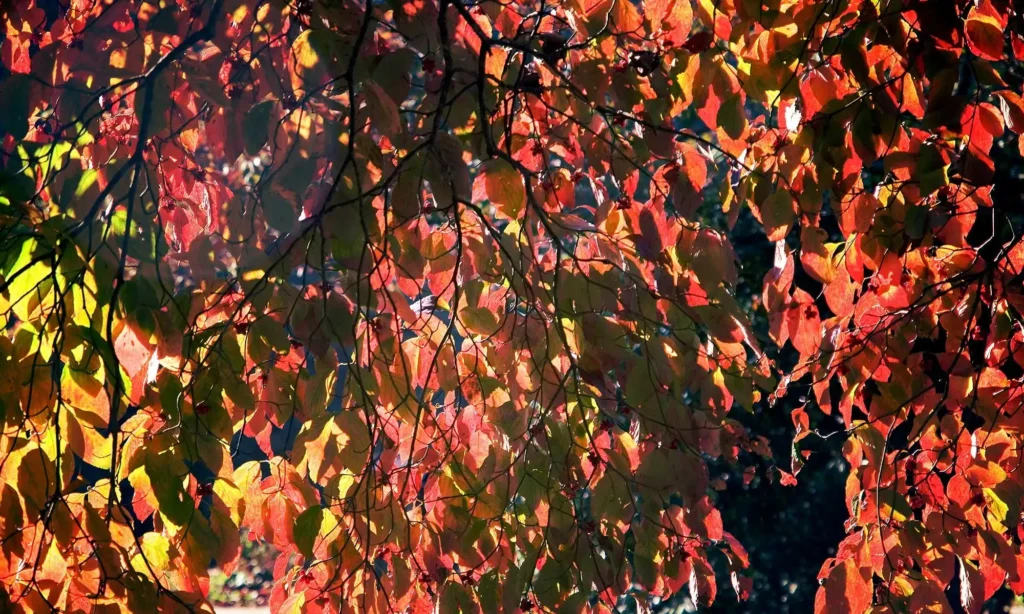 Stressreduktion | Berlin Adlershof • Treptow Köpenick