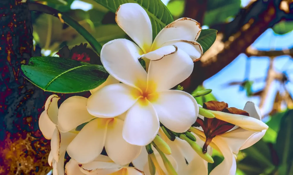 Traumasensible Hypnotherapie Adlershof ❀ Treptow Köpenick