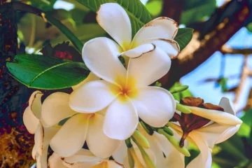 Traumasensible Hypnotherapie Adlershof ❀ Treptow Köpenick